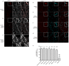 Figure 3—figure supplement 1.