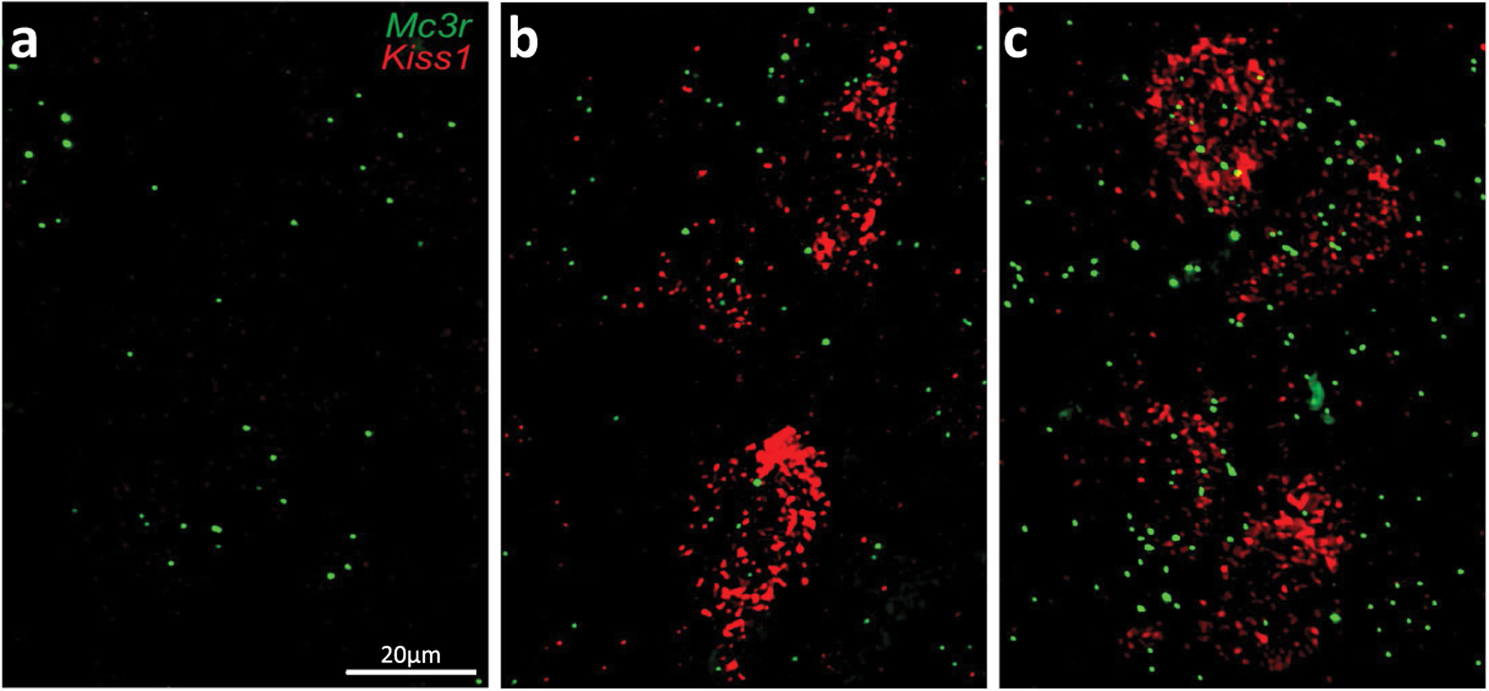 Extended Data Fig. 8 |