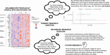 Graphical Abstract