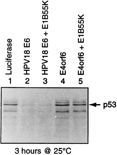 FIG. 5