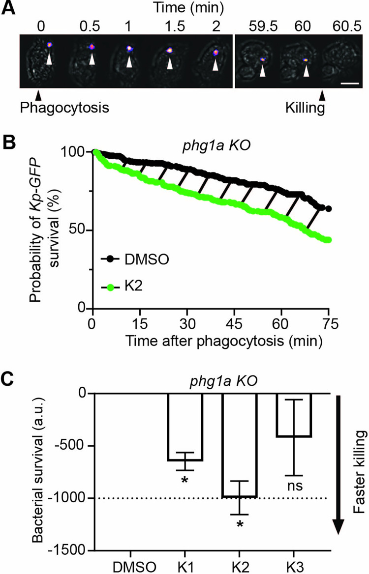 Fig 3