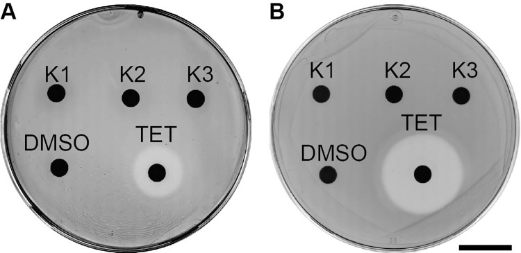 Fig 2