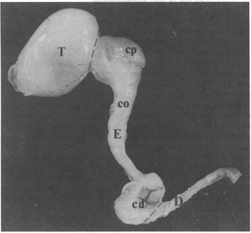 graphic file with name pnas00280-0316-a.jpg