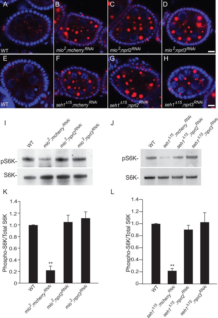 Fig 8