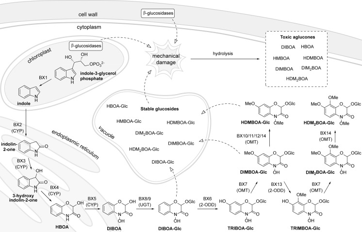 Fig. 2