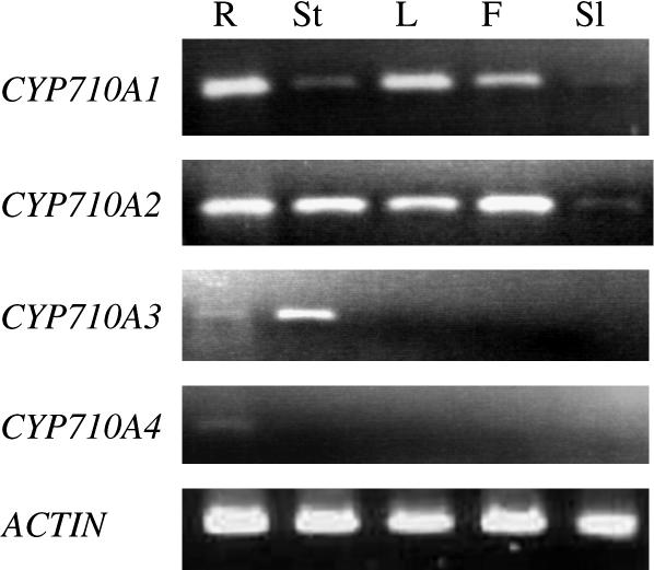 Figure 7.