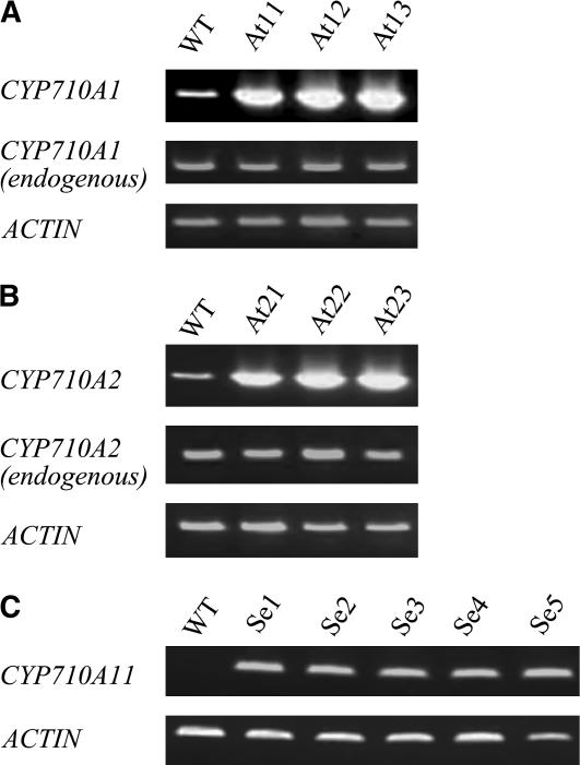 Figure 5.