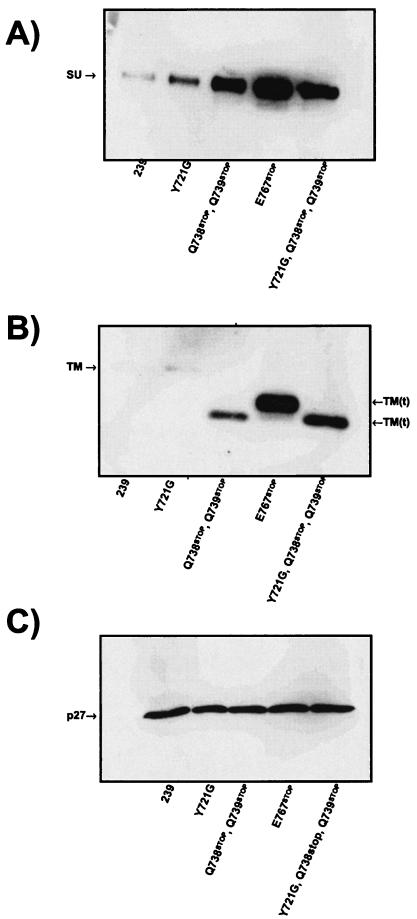 FIG. 2.