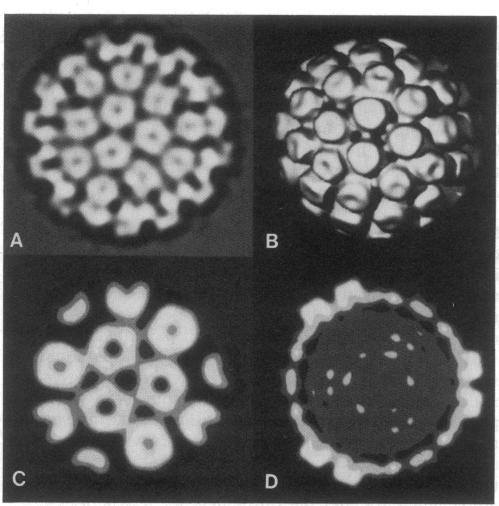 graphic file with name pnas00254-0133-a.jpg