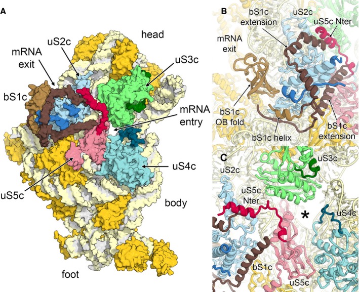 Figure 4