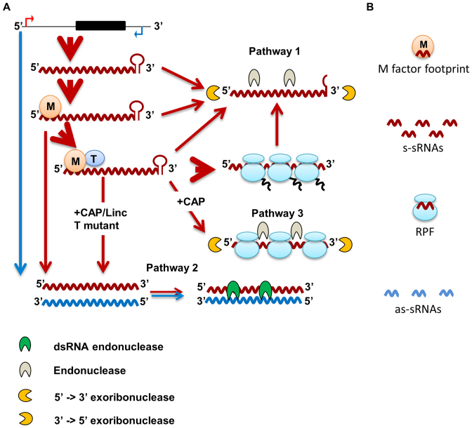 Figure 12.