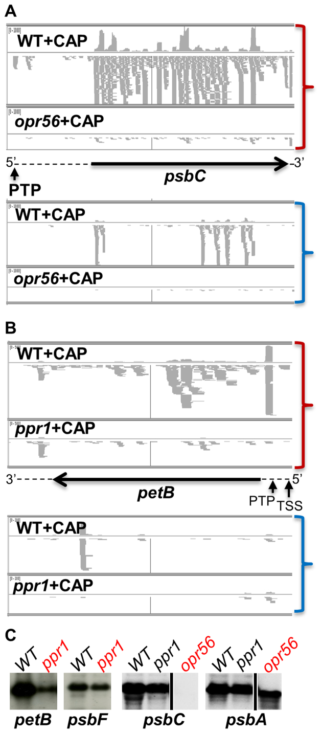 Figure 11.