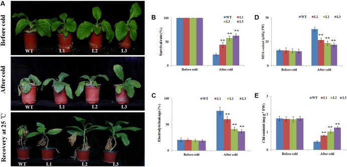 FIGURE 3