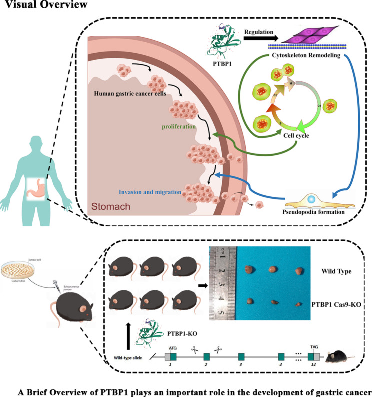 graphic file with name 12935_2023_3043_Figa_HTML.jpg