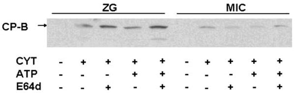 Fig. 9