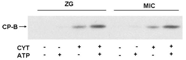 Fig. 5