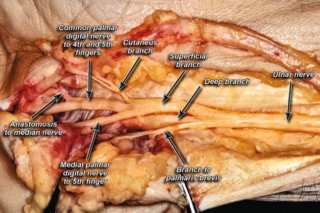 Fig. 7