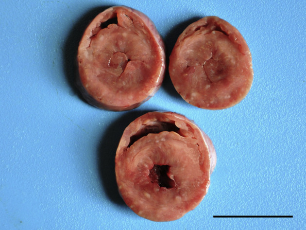 Fig. 2