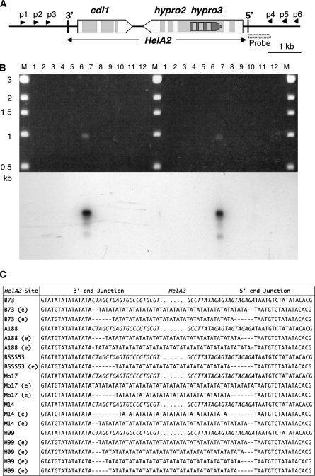 Figure 1.—