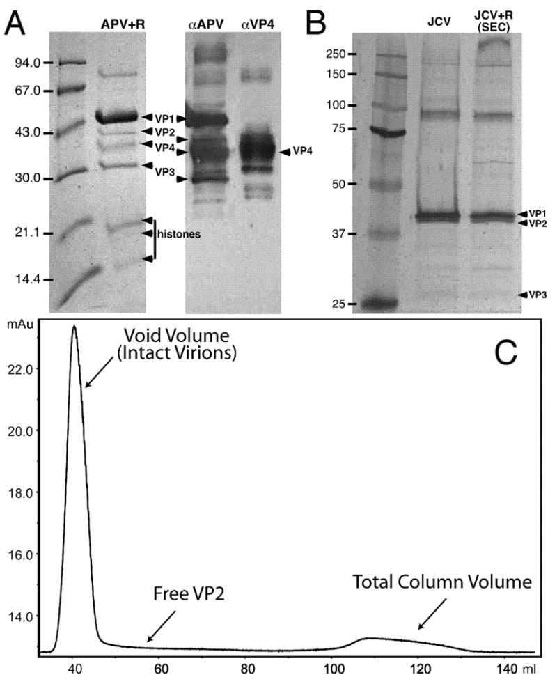 The structure of avian polyomavirus reveals variably sized capsids ...