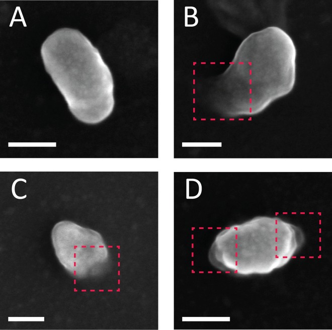 FIG 3