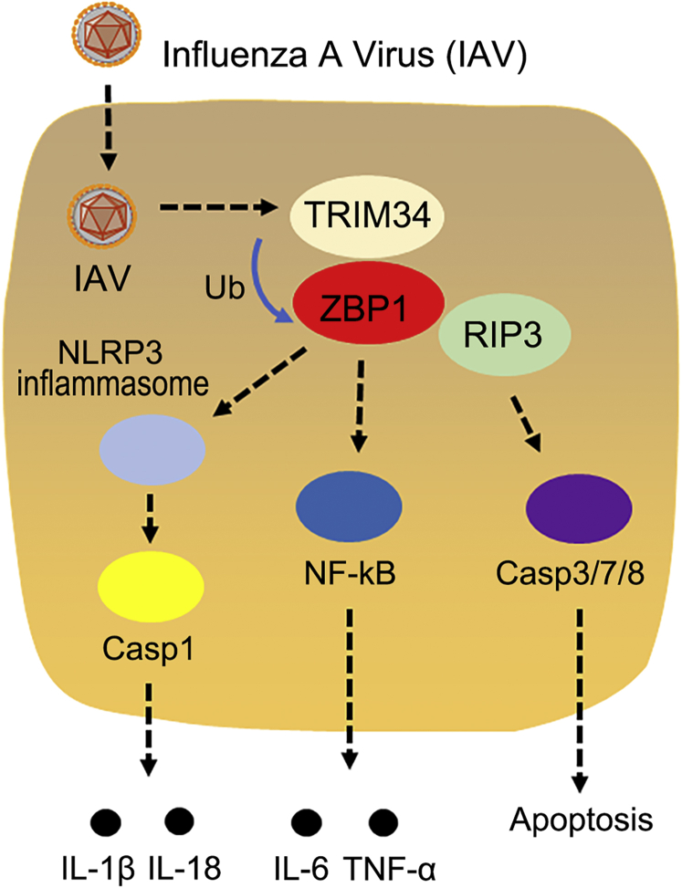 Figure 10