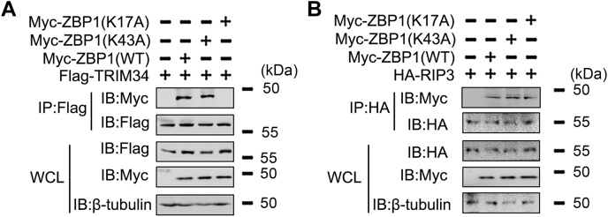 Figure 4