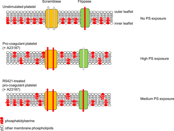 FIGURE 4