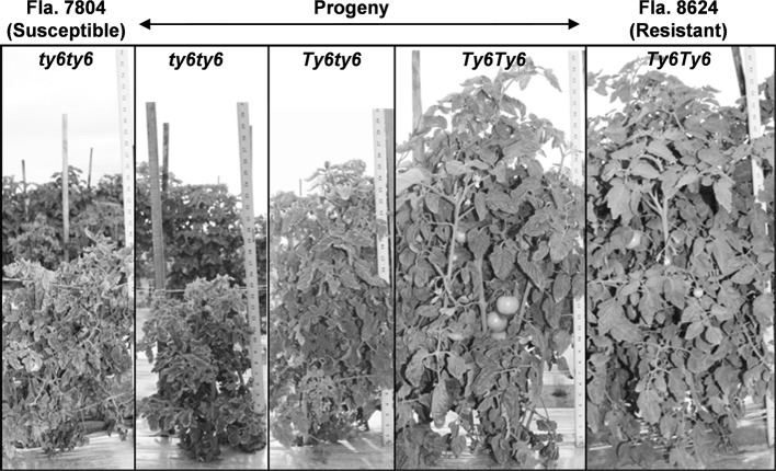 Fig. 1