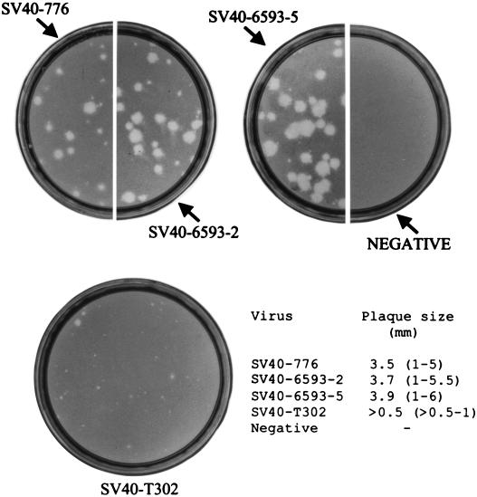 FIG. 5