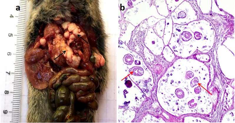 Fig 3