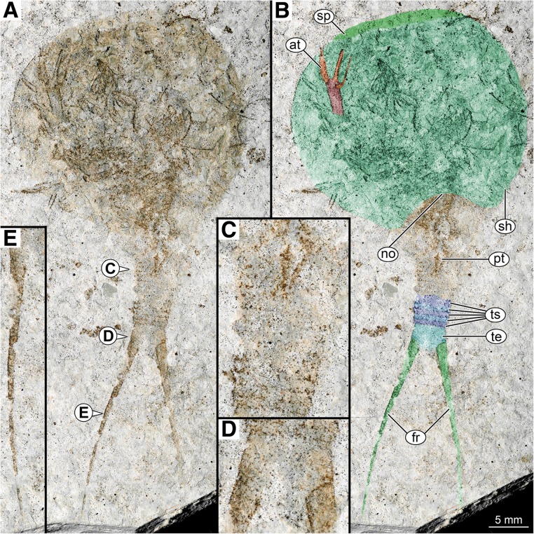 Fig.1