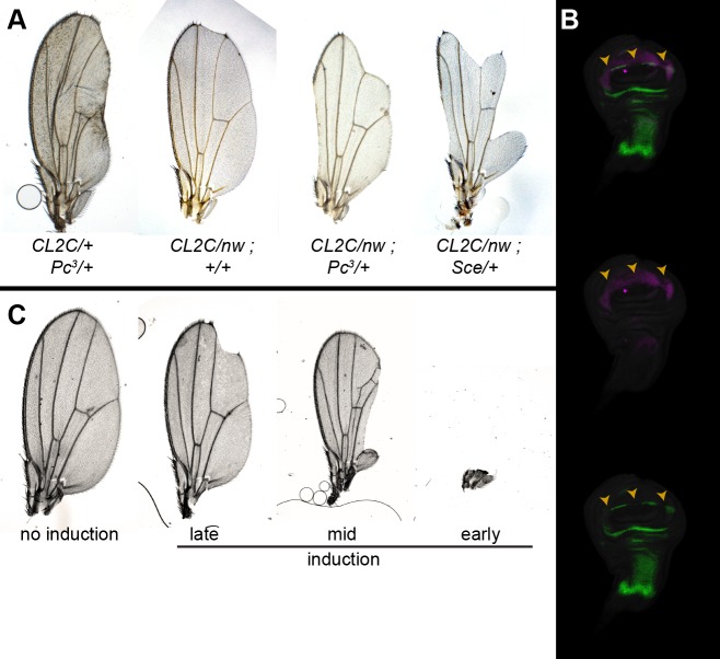 Fig 6