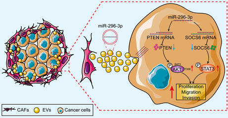 graphic file with name CAS-115-155-g002.jpg