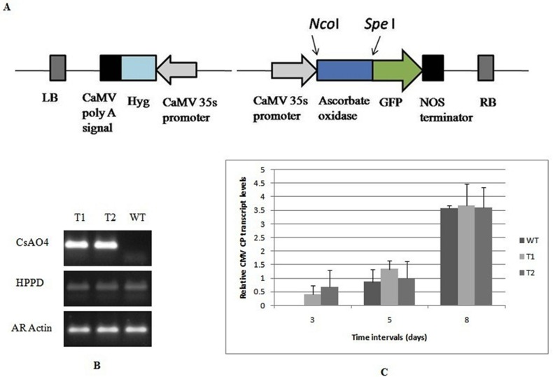 Fig 6