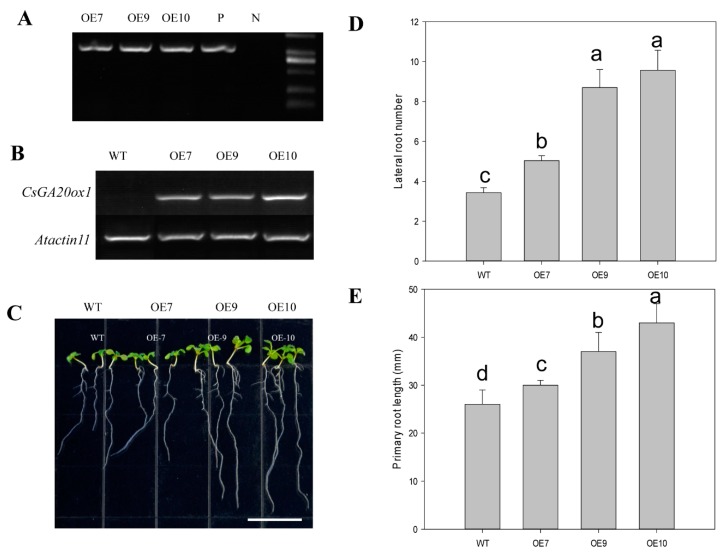 Figure 5