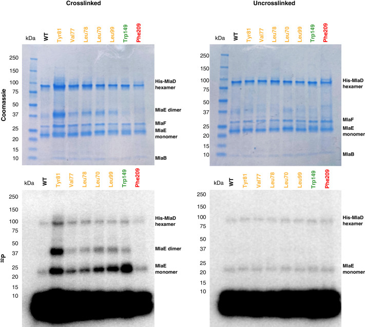 Figure 5—figure supplement 1.