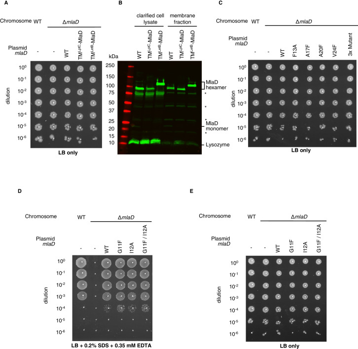 Figure 3—figure supplement 2.