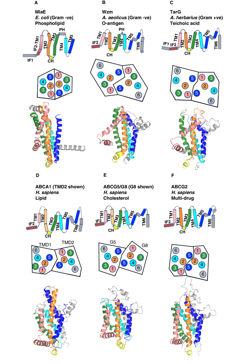 Figure 2—figure supplement 1.