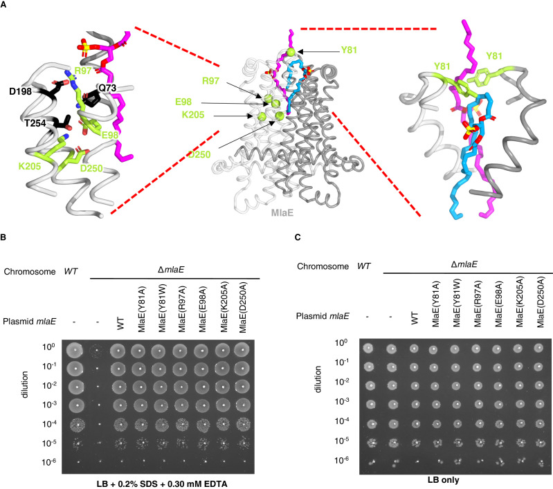 Figure 4—figure supplement 3.