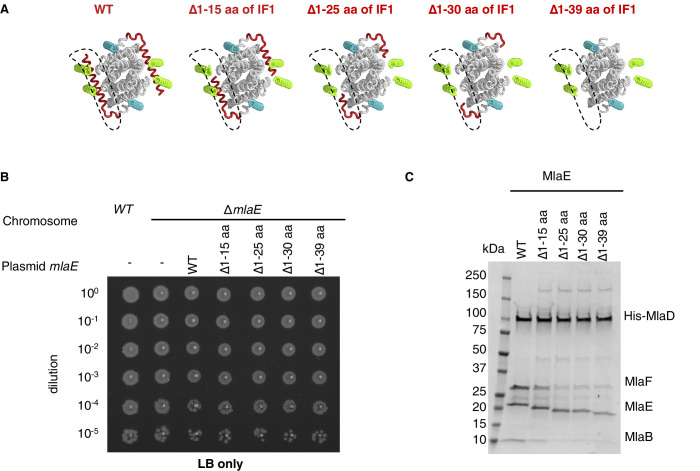 Figure 3—figure supplement 3.