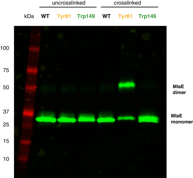 Figure 5—figure supplement 2.