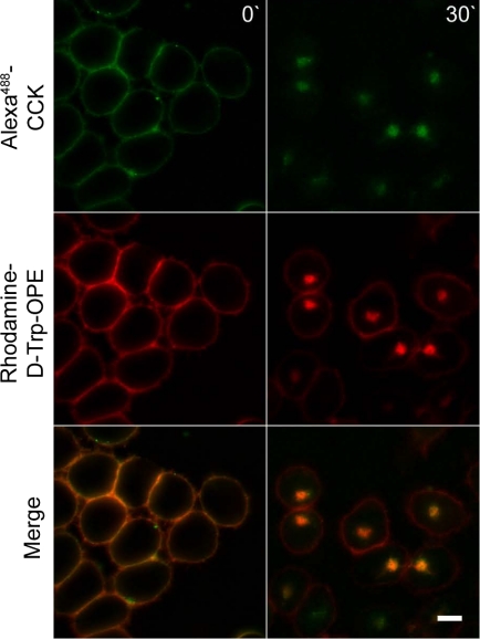 Fig. 4.