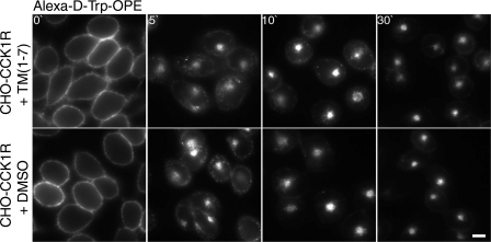 Fig. 7.