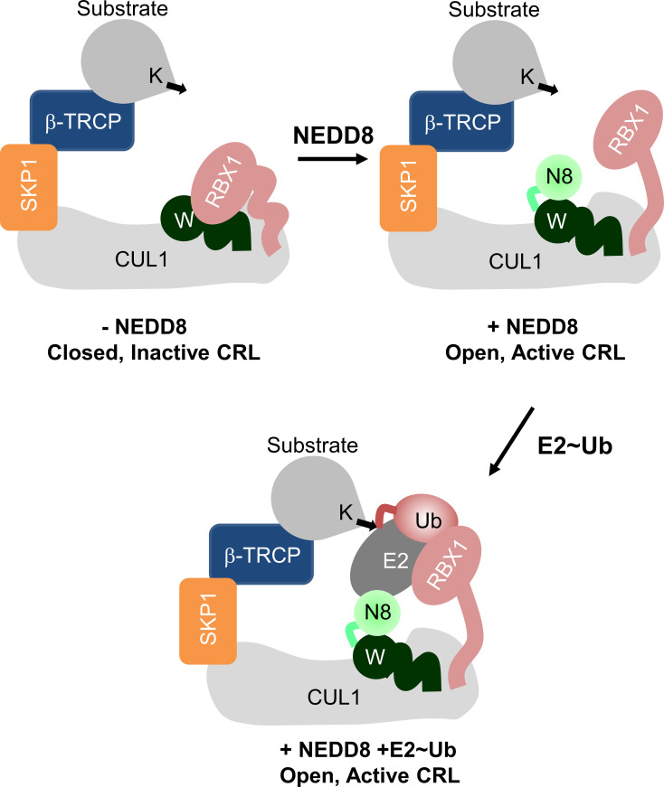 Figure 1