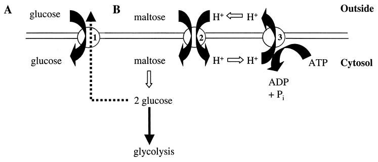 FIG. 1.