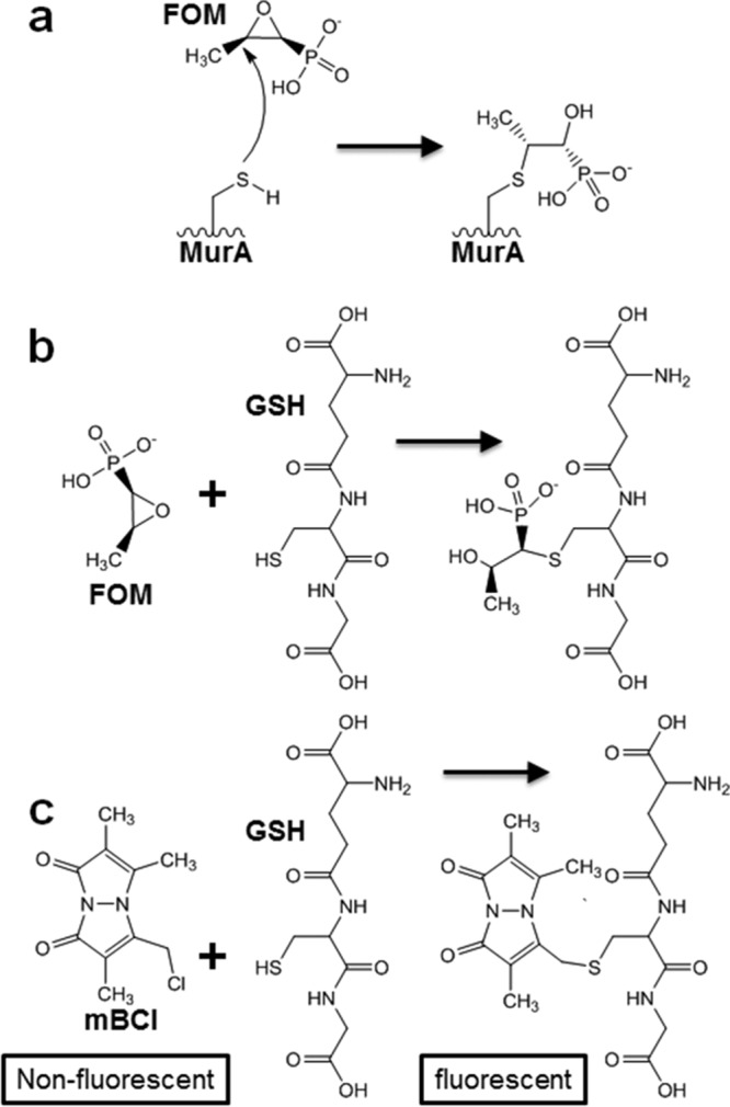 FIG 1