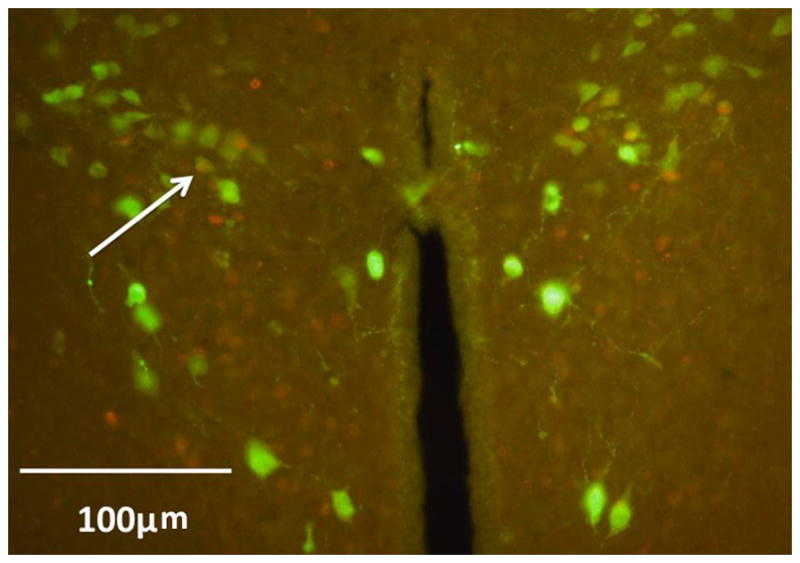 Figure 5