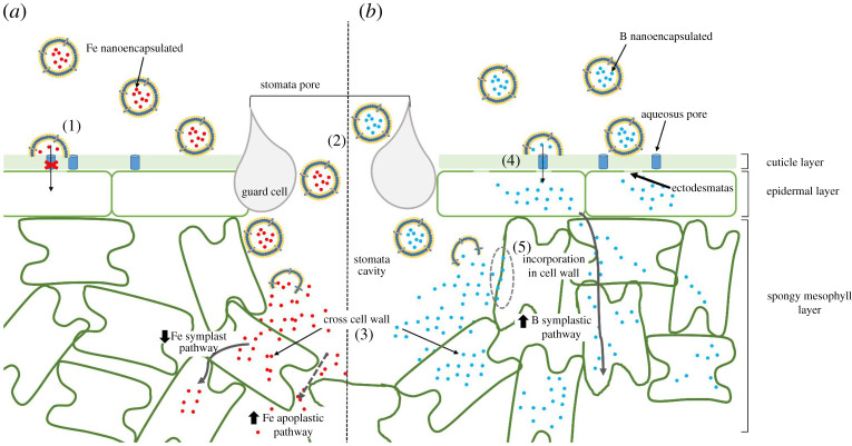 Figure 5.