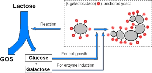 FIG. 1.